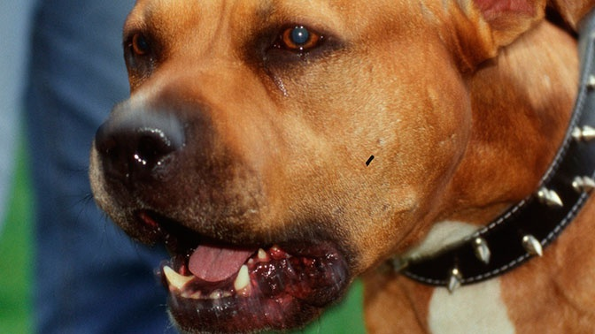 Хозяева бойцовских собак. Питбультерьер бойцовый. Порода стаффордширский бультерьер. Хозяева бойцовских собак. Ротвейлер бьюдель.