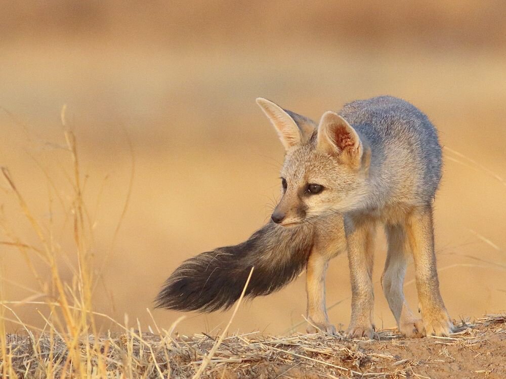 ?