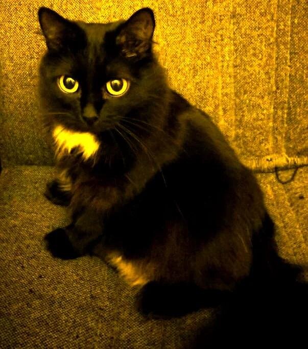 Чернуха думает план. Напряженно.