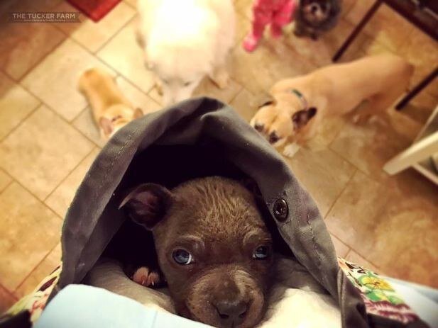 Фотография нового хозяина щенка.