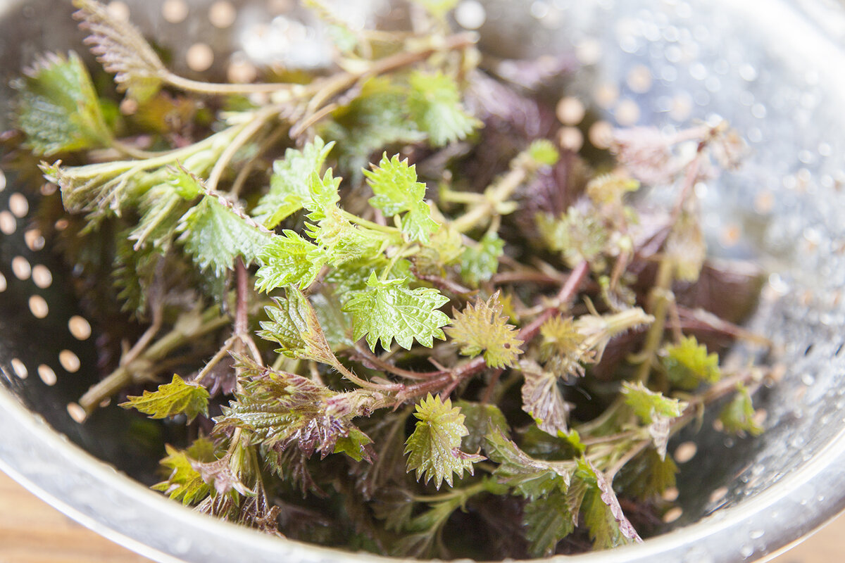 Перед тем, как отправить крапиву в кастрюлю, ее нужно тщательно промыть 