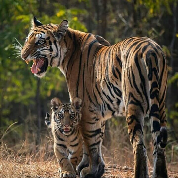 -Мам, а кто это? А зачем? А мы их съедим? :)