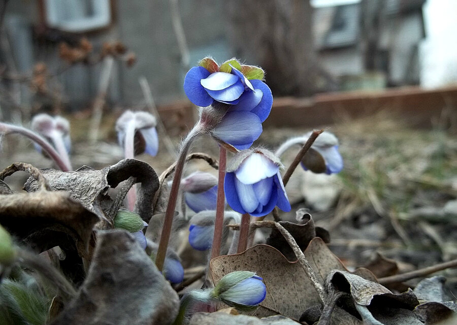 Первые бутончики печеночницы