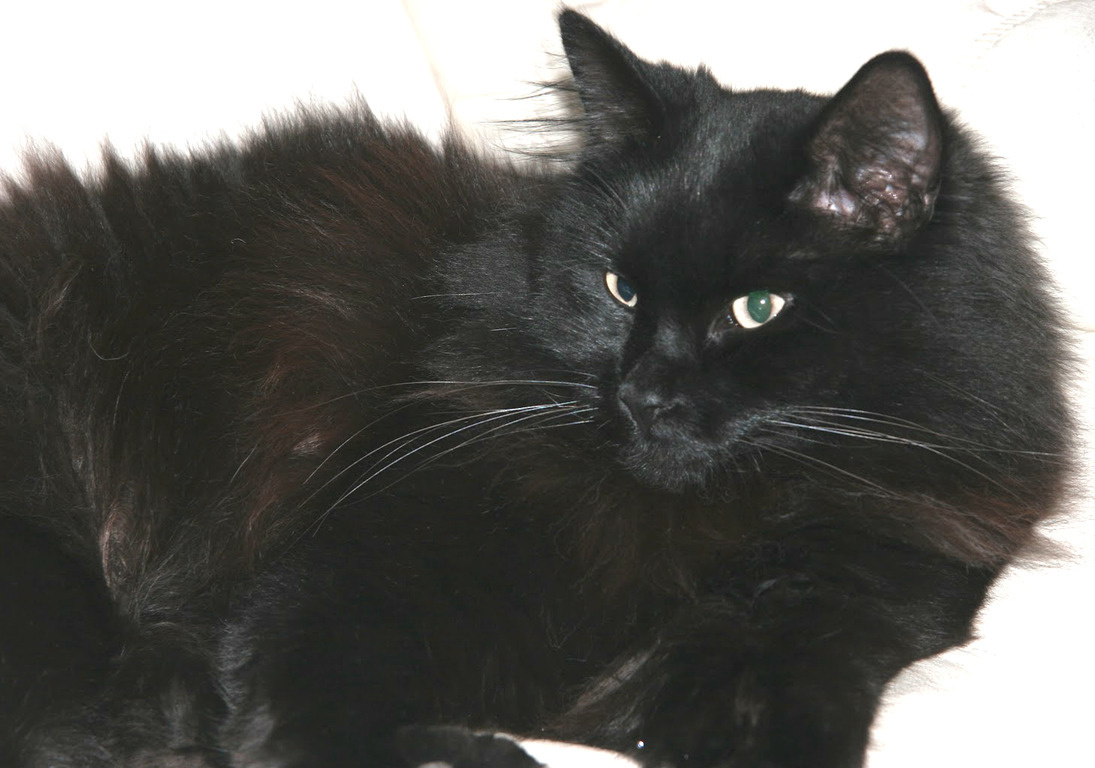 Многострадальный Мишук