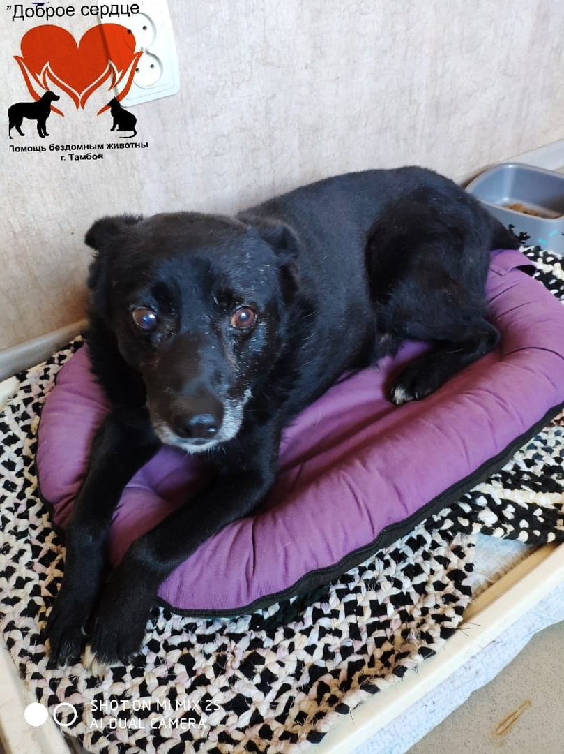 Арчи на любимой лежанке