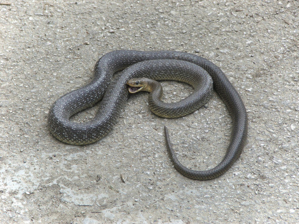 ttps://static3.depositphotos.com/1004302/177/i/950/depositphotos_1771781-stock-photo-snake.jpg