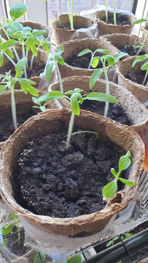 Мои точно нуждаются в рыхлении Фото мое сорт Андромеда.