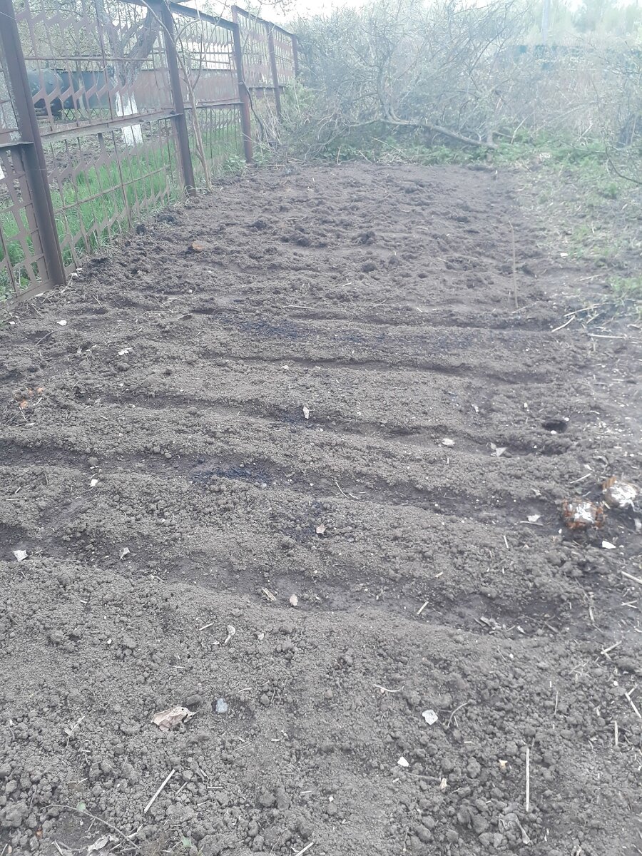 Мой будущий урожай