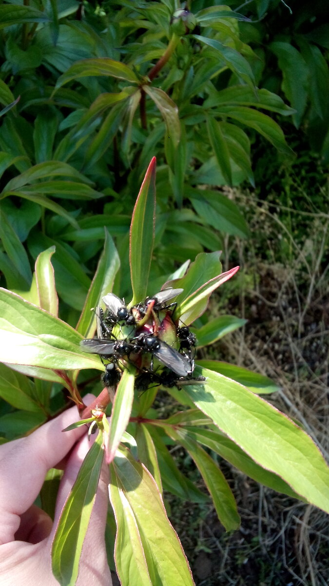 Пион буквально облеплен непонятными насекомыми. Фото автора.