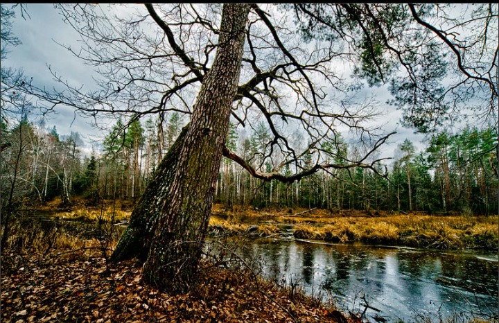 Водоем в лесу 