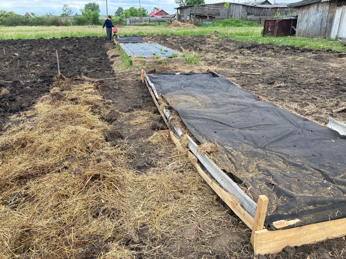 Заросший огород. Восстановили огород за 2 недели. Что мы сделали чтобы не  полоть | Хакни нормальность | Дзен