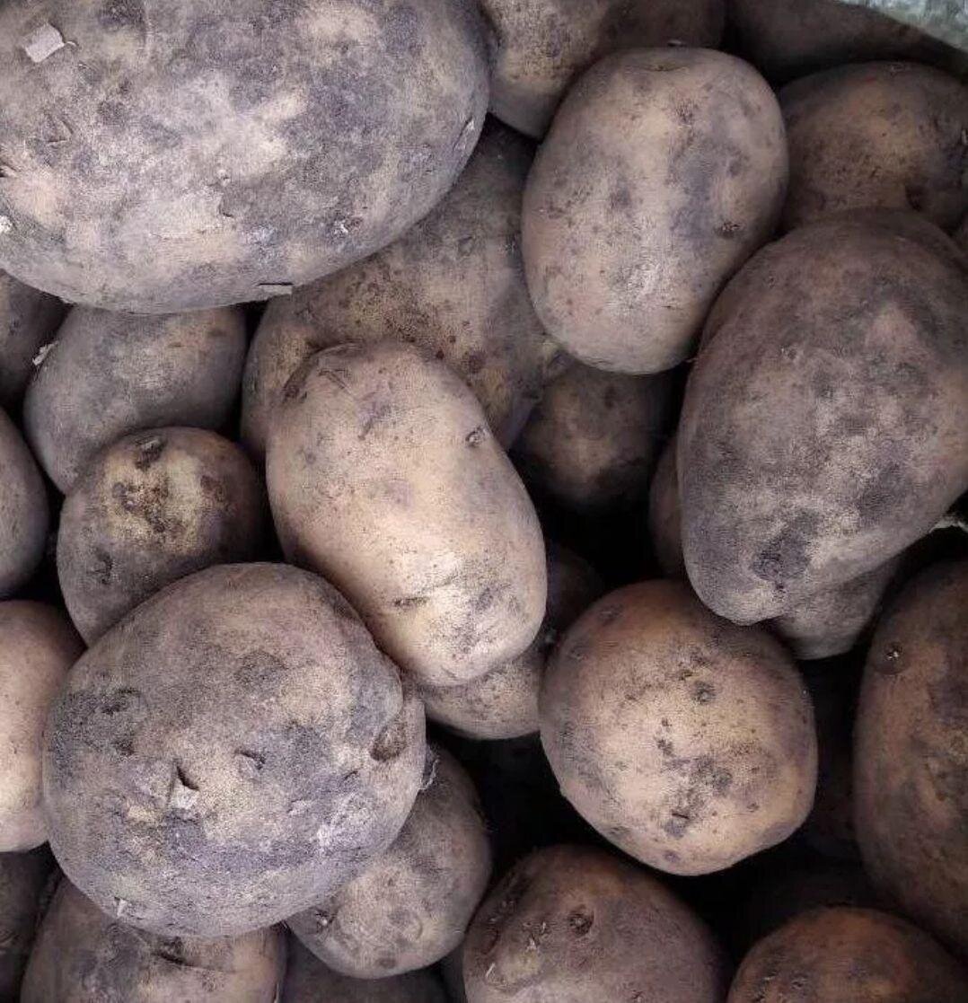 Яндекс картинки 