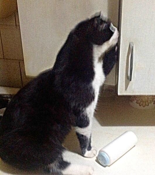  Момент настал. Один на кухне.