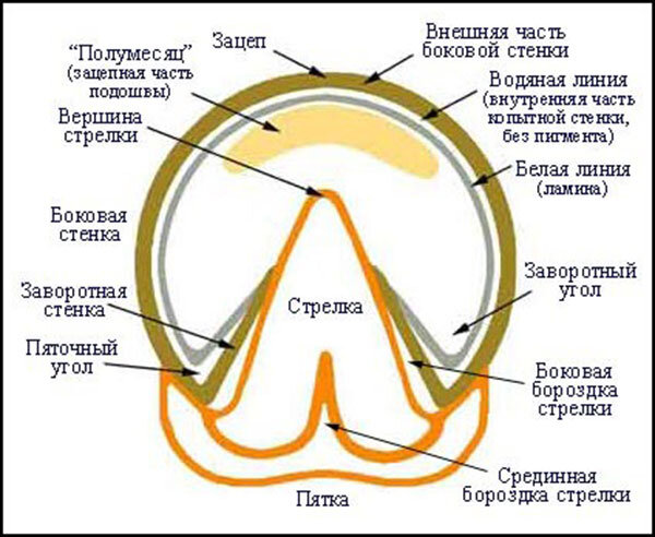 Схема взята из свободных источников. Строение копыта лошади.