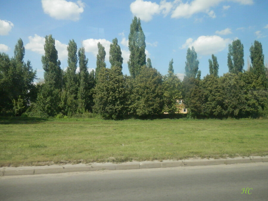 Тополя. Фото Нины Стрелковой