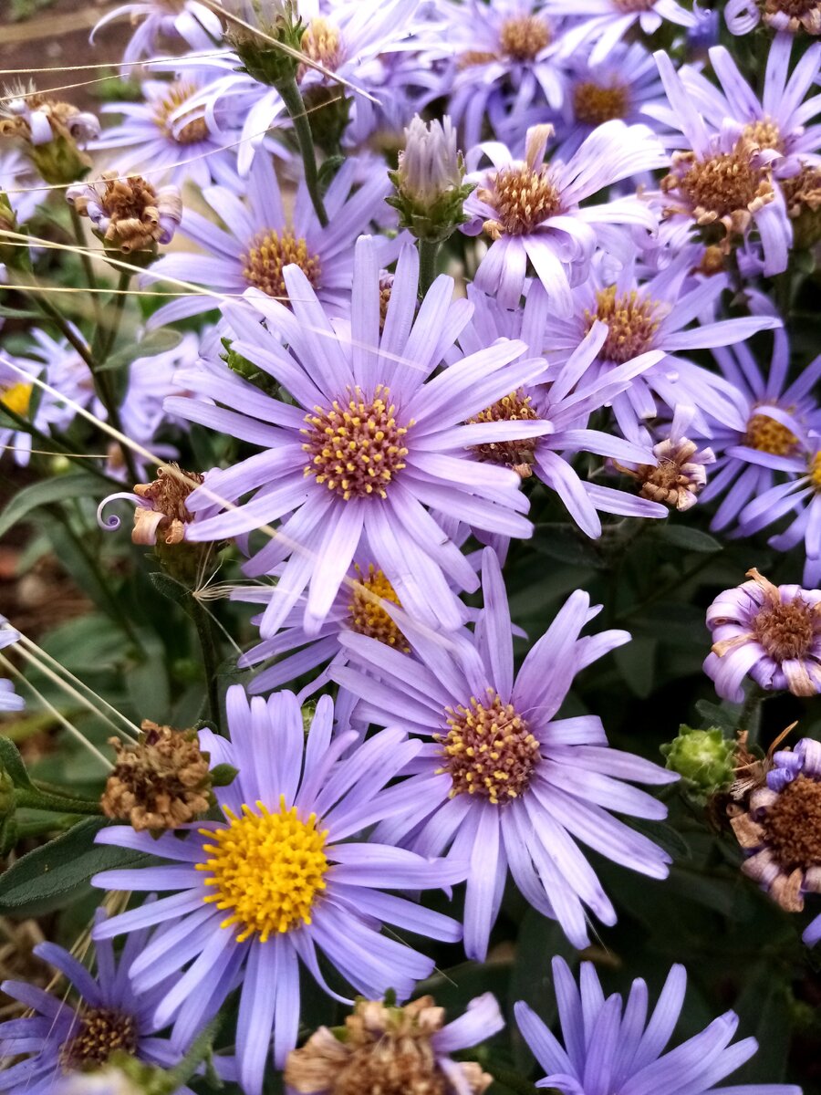 Астра Ромашковая Aster amellus