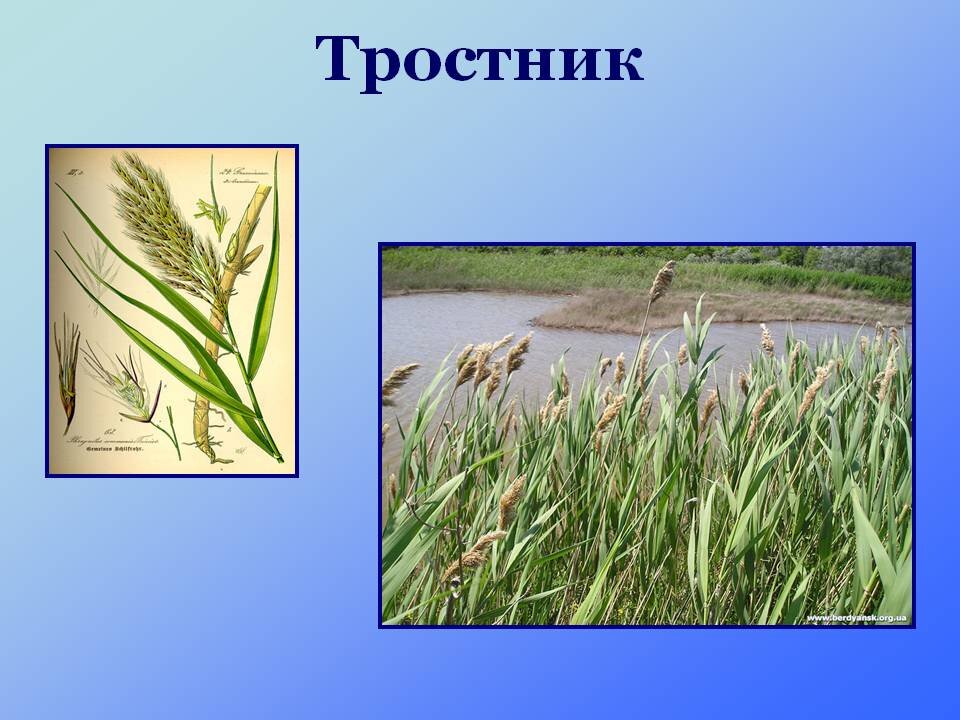 Камыши звуковая схема. Сахарный тростник соцветие. Рассказ про тростник. Сахарный тростник культивируемый. Сахарный тростник растение.