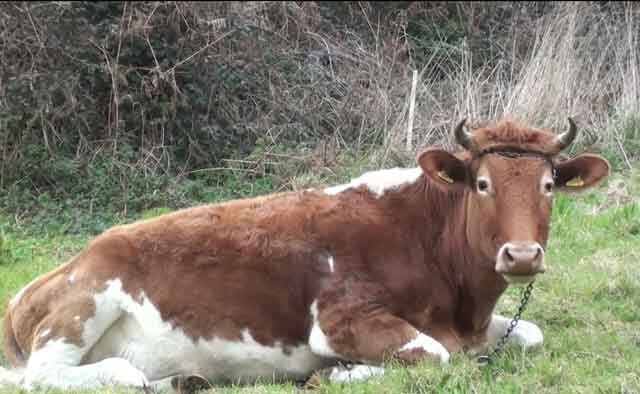  Гельминтозное заболевание телязиоз крупного рогатого скота (КРС) вызывают нематоды Thelazia.