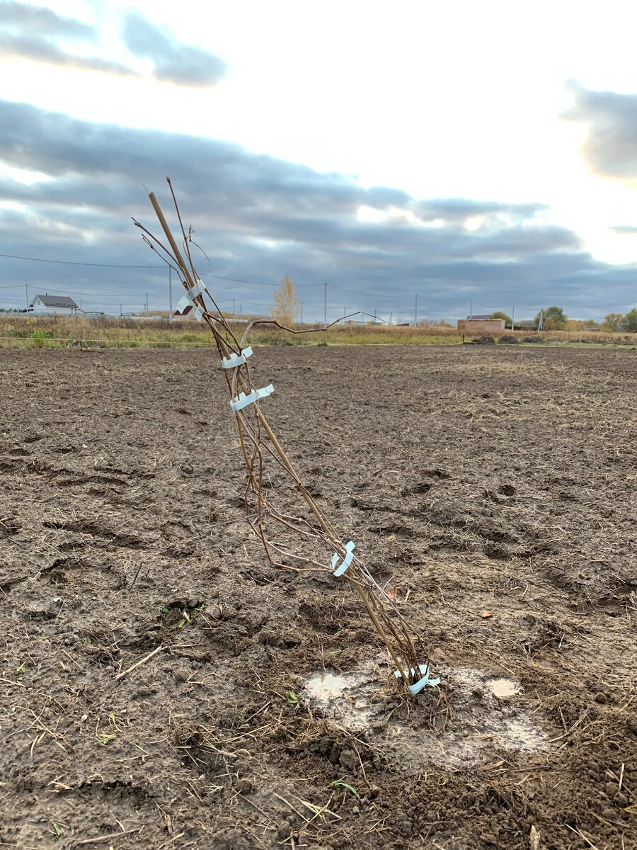 виноград, пока в 3 м от будущего забора, чтобы не испортили установщики 