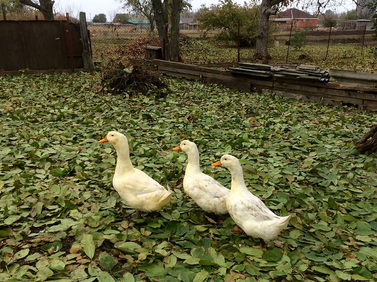 утиное семейство.