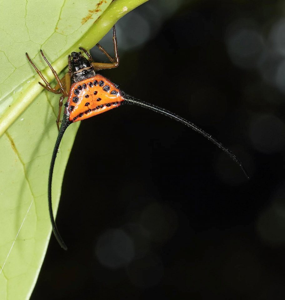 Фото с сайта: https://www.myplanet-ua.com/strannye-predstaviteli-mira-zhivotnyx/