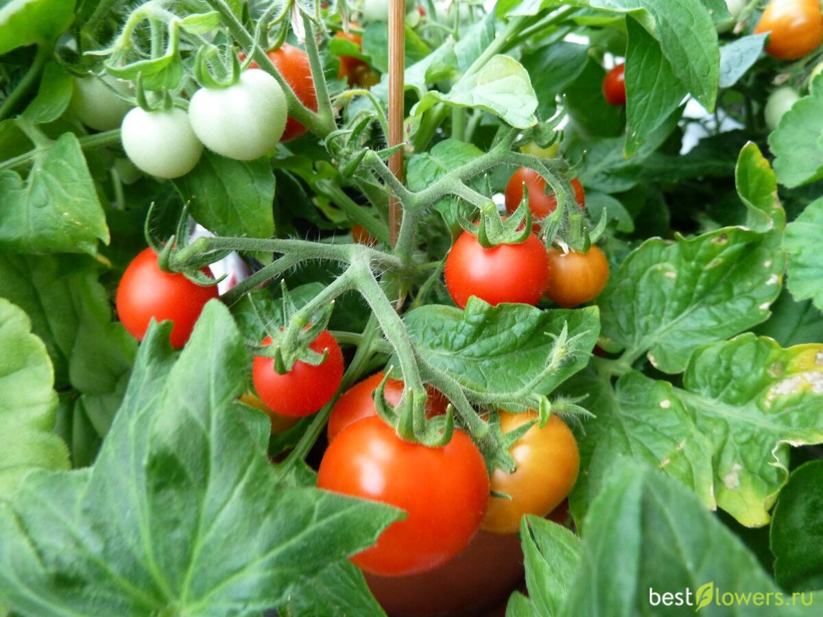 Источник фото orum.bestflowers.ru