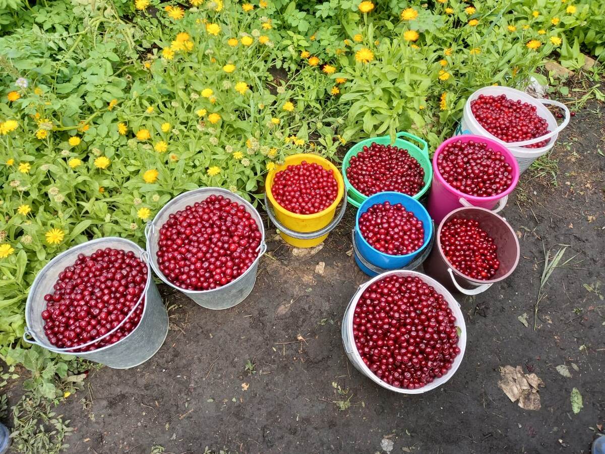 Урожай вишни 2020