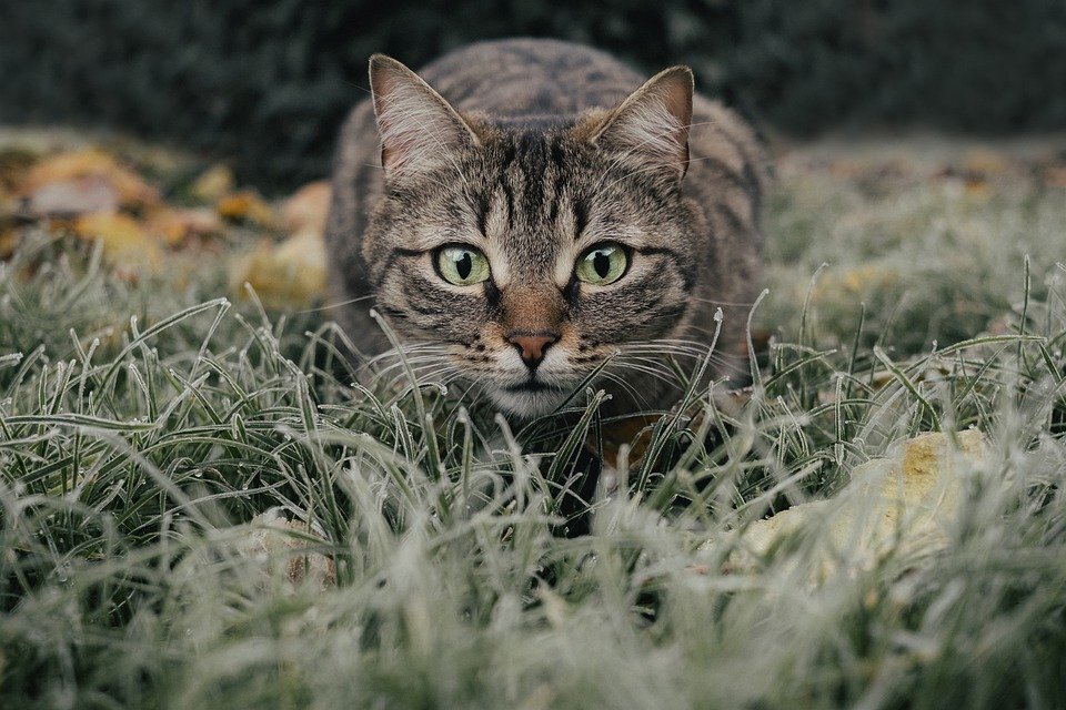 Одна из кошек.