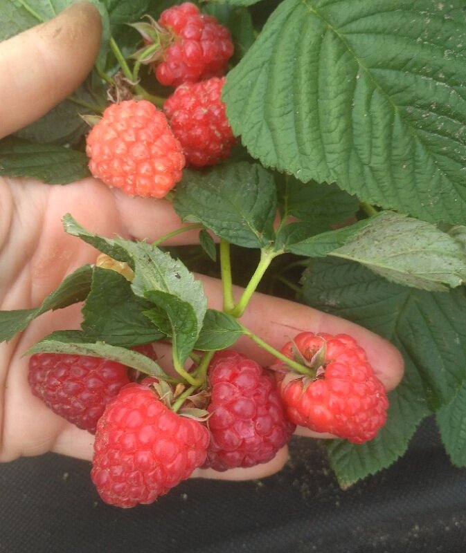 Вайолет на летних побегах