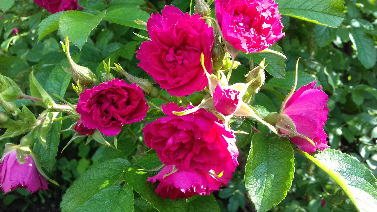 Форма цветка напоминает гвоздику.