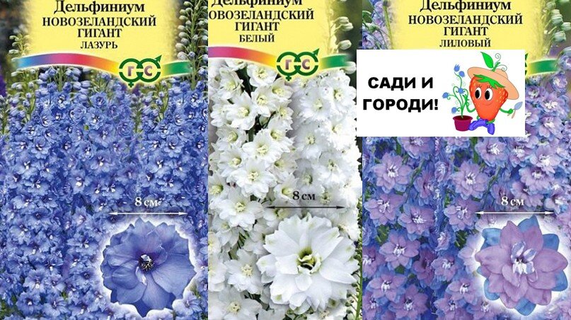 В продаже великое множество семян потрясающих Дельфиниумов разных окрасок. Коллаж автора