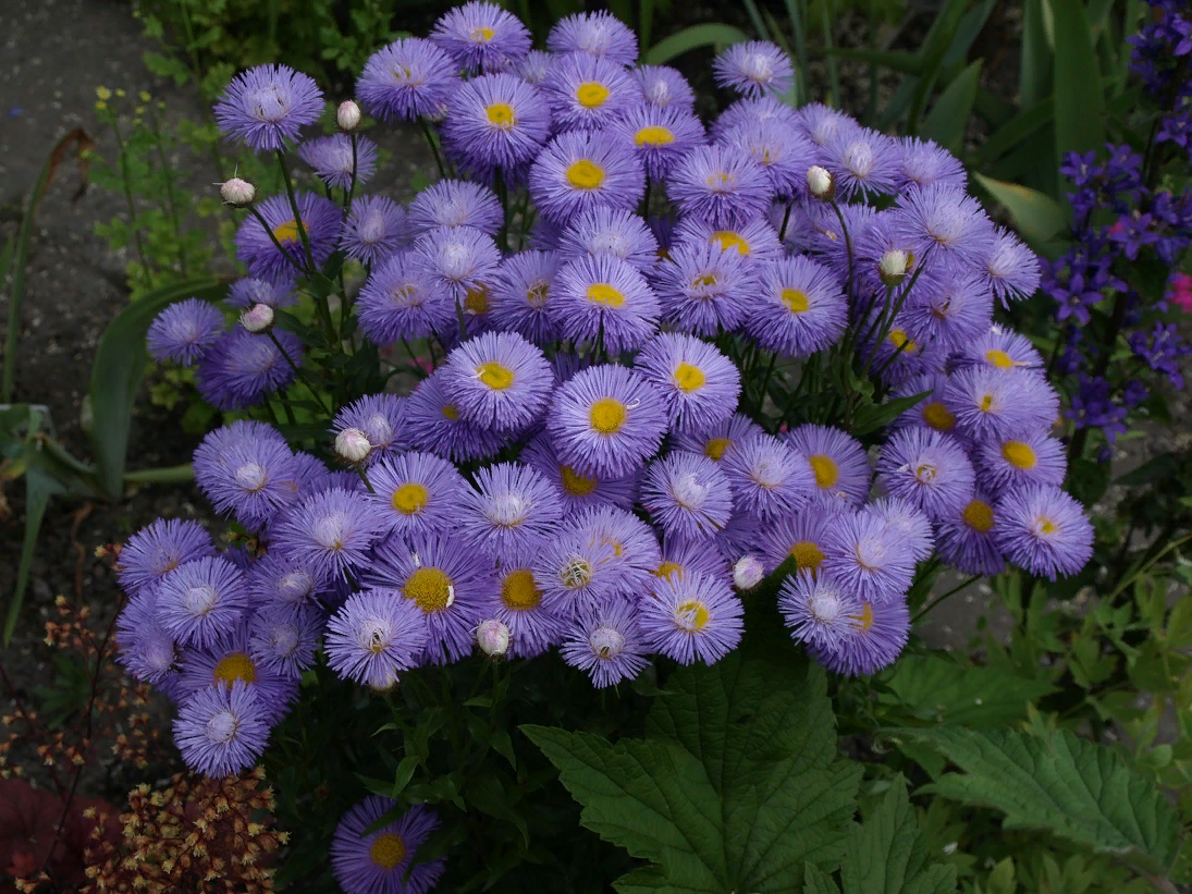 Эригерон Карвинского Erigeron karvinskianus