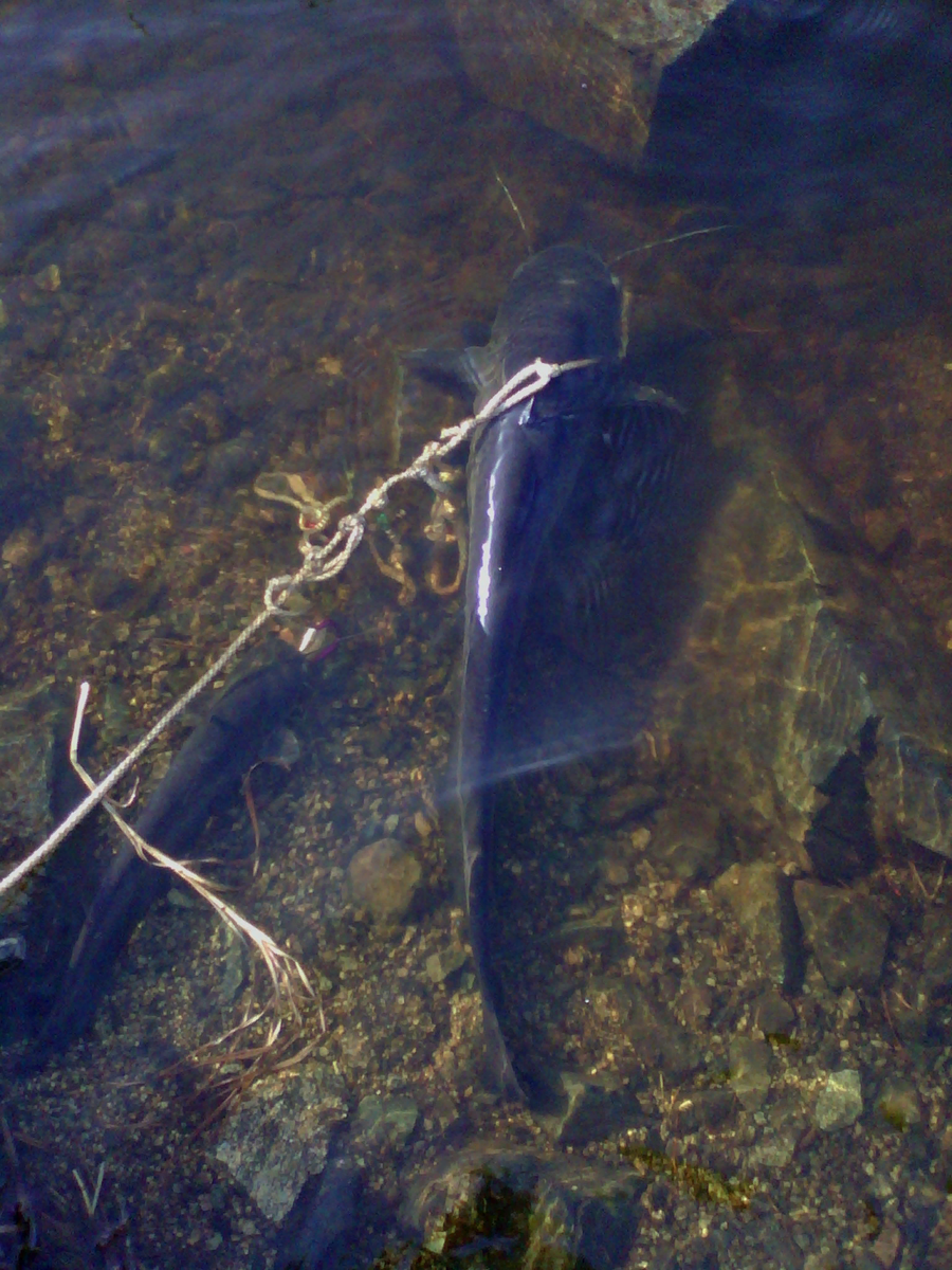 Ловля сома в закрытых водоёмах