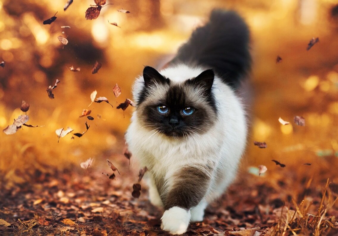 Сиамская кошка