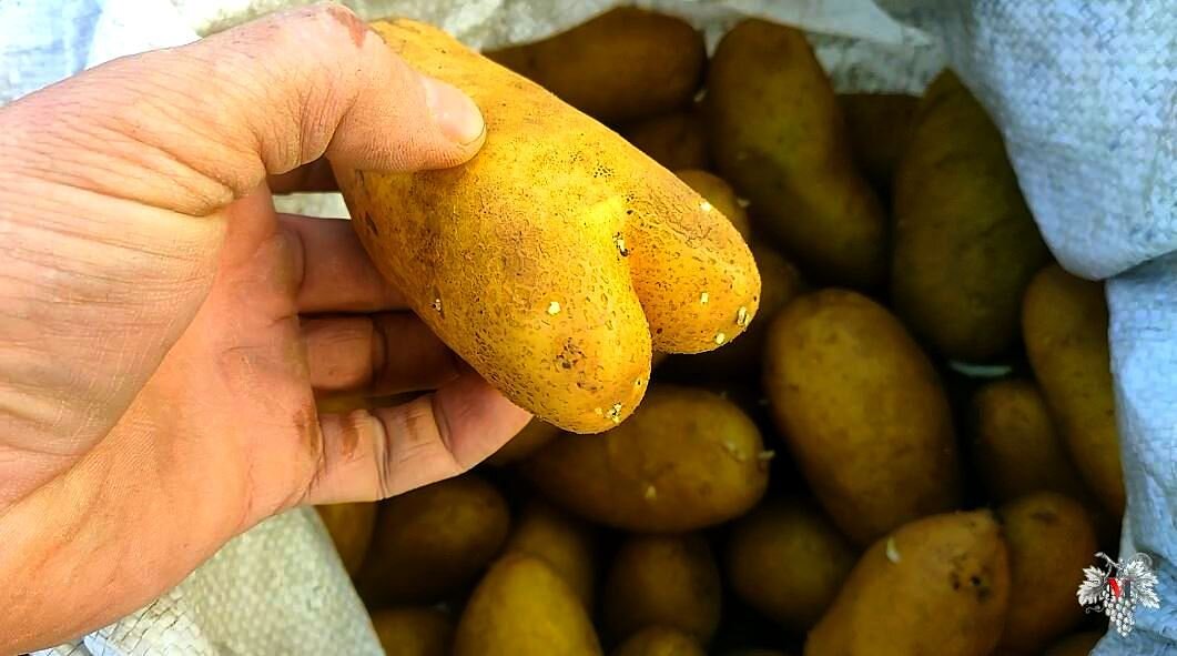 Сорт картофеля «Гренада»