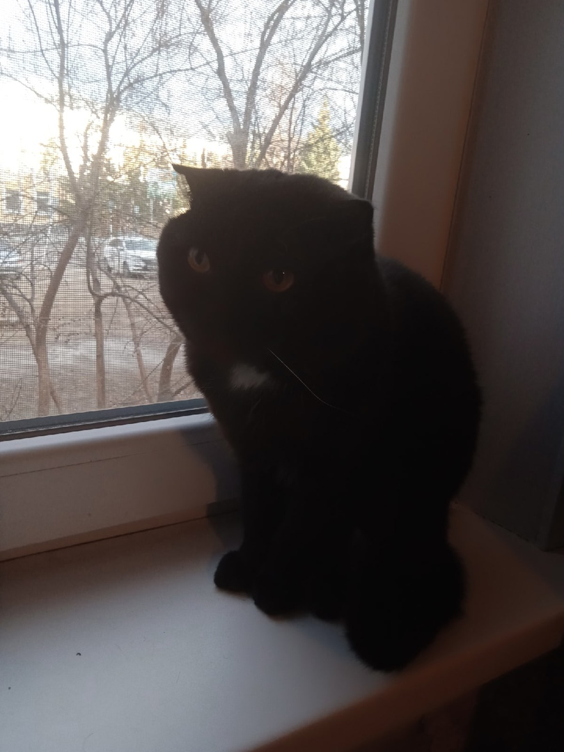 Наш 5 летний британец