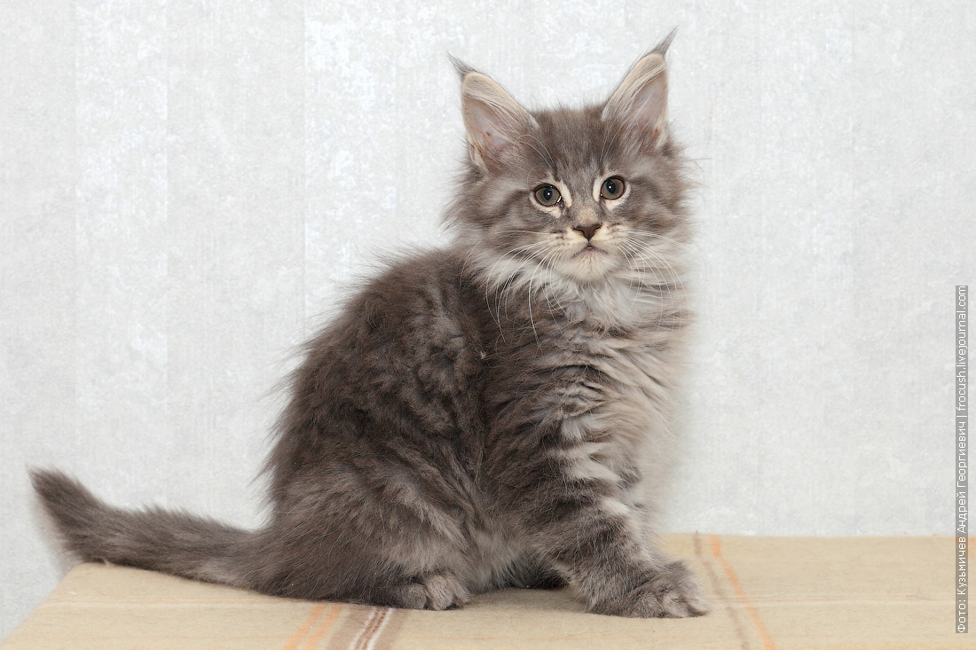 Мейн кун 4 месяца. Котенок мейн куна 4 месяца фото. Котенок мейн куна 4 месяца. Мейн кун 4 месяца. Мейн кун 4 месяца вес.