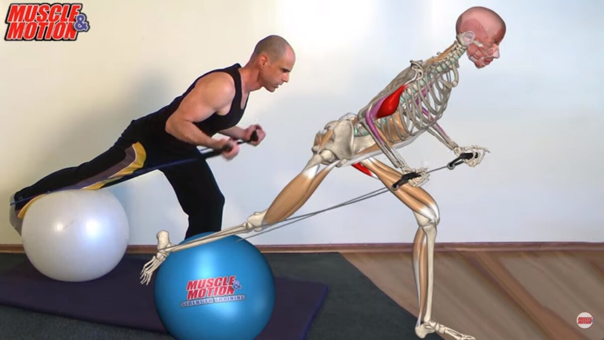 Разбор упражнения Biceps Curl, Single Leg Deadlift Stance от  Muscle and Motion