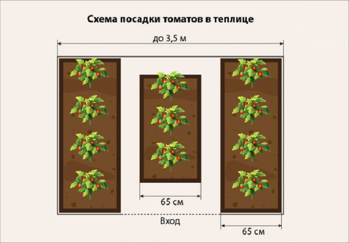 Правила посадки помидоров в теплице