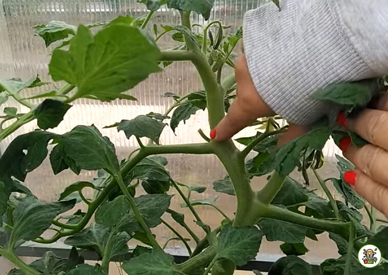 Обламываем пасынки