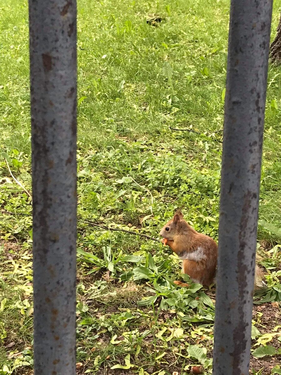 Парк обитаем – белочкам здесь хорошо