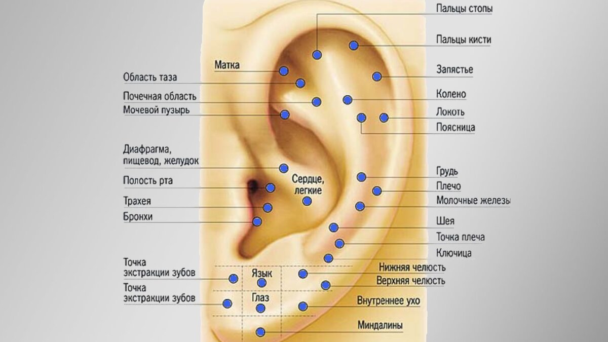 Мочки ушей о чем говорят