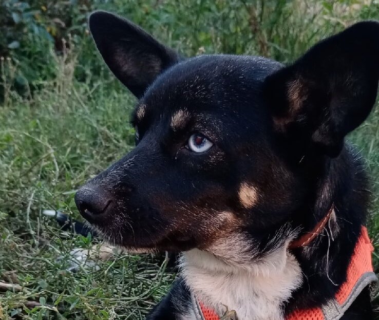 тогда он был ещё не Мотор, он был Голубоглазик