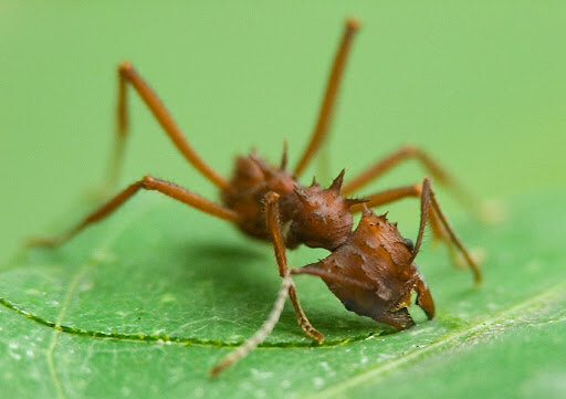 Процесс вырезания листа. Фотография взято с darwinmuseum.ru