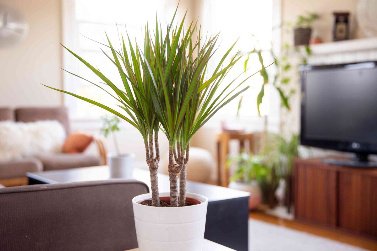 Драцена Санрей 30см штамб Dracaena Sanray 30cm stem 80/17