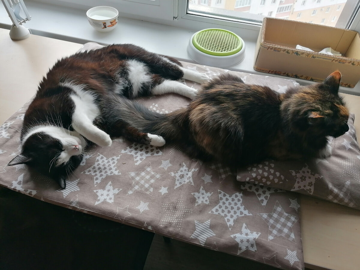 Утренние сны