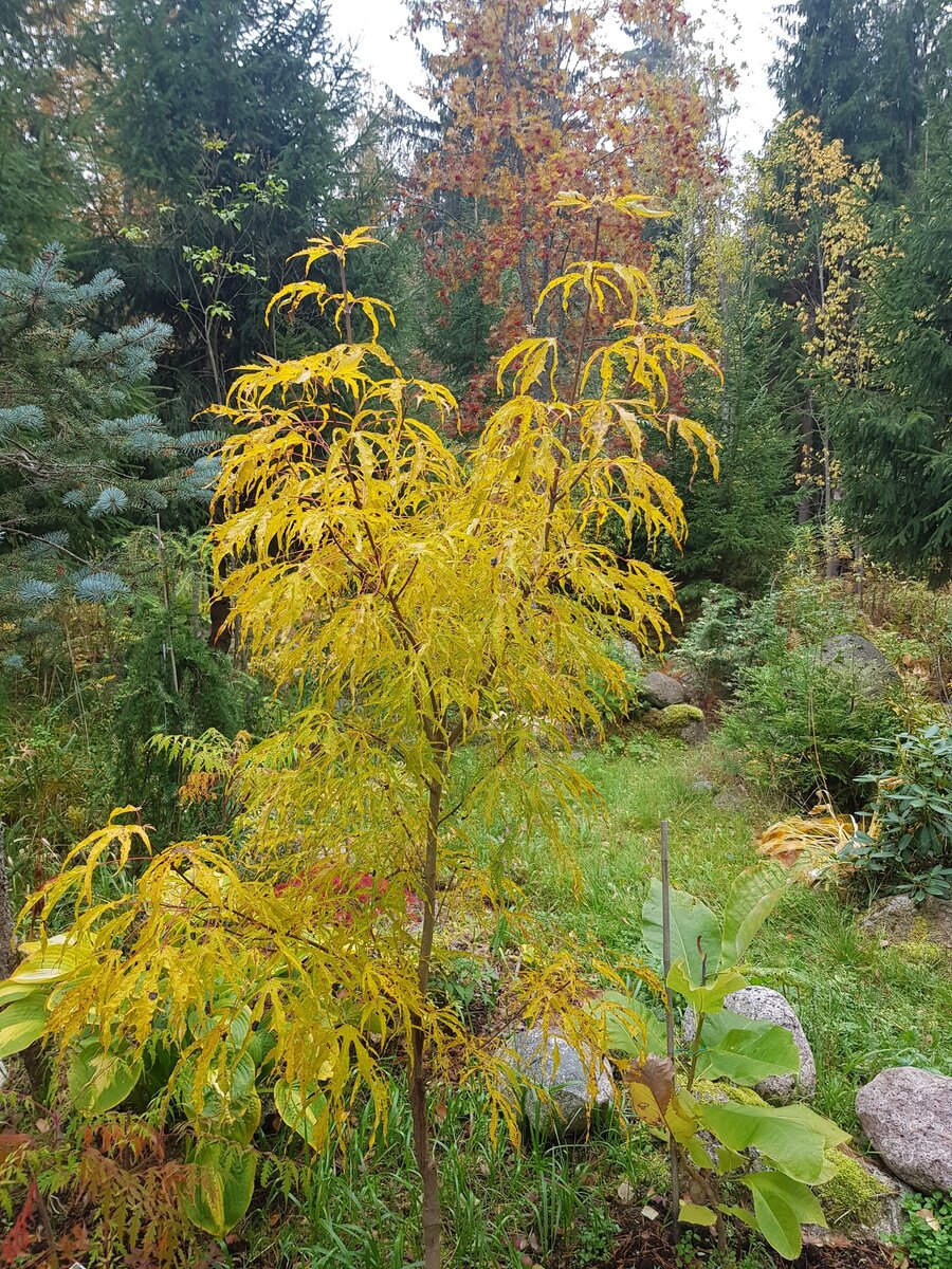 Acer platanoides 'Paldiski' осенью. Фото С. Моторовой.