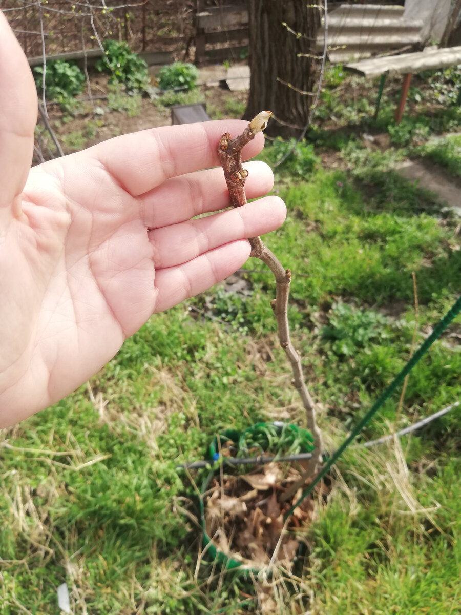 почки инжира живые. 02.04.2022