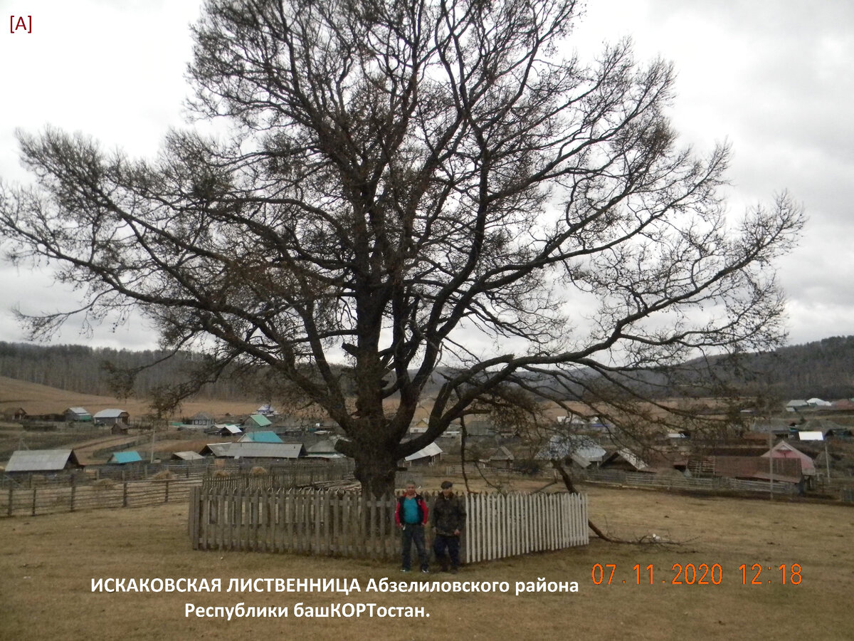 Фото. автора/ Лиственница поселения ИсҺаково Абзелиловского района Республики БашКОРТоСТАНа/ На фото родной братишка Мавлит и двоюродный брат Ислам.