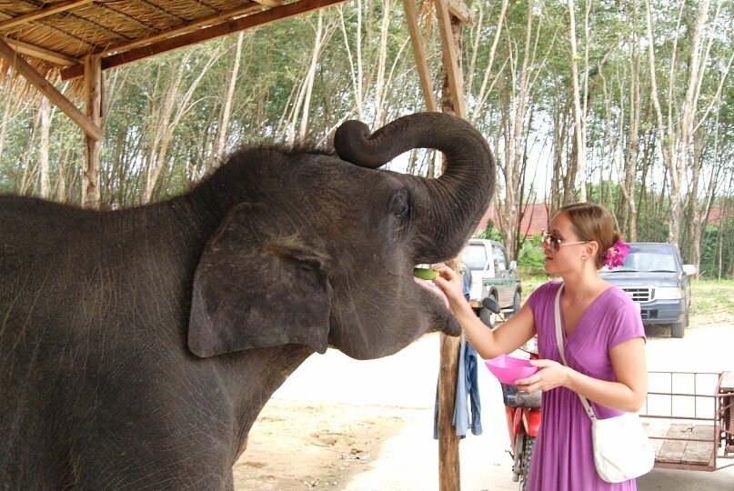 Кормлю слоника